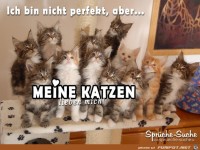 fuer-katzenliebhaber