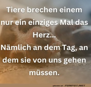 herz-Bild: Tiere