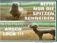 Lustiges Lama-Frisur-Meme