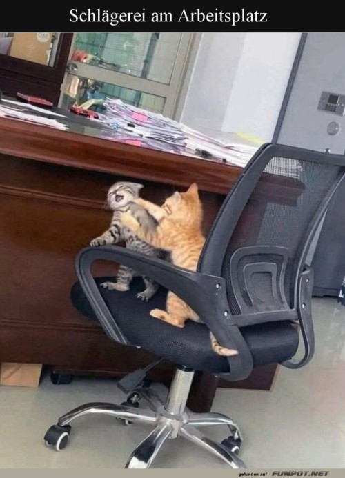 Katzenkampf-im-Büro.jpg auf www.funpot.net