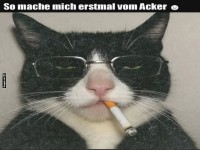 Cooler Kater mit Stilpause