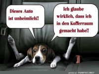 Der mysterise Kofferraum-Schnffler!