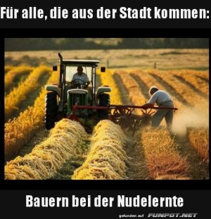 Nudelernte-auf-dem-Land.jpg auf www.funpot.net