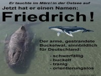 Ostsee-Wal Friedrich: Eine schwere Ikone!