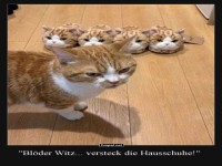 Verwirrte Katze trifft Doppelg�nger