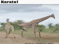 Giraffe kann Karate