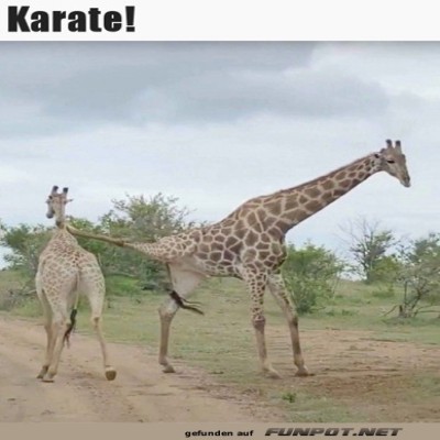 Giraffe-kann-Karate.jpg von Brandon