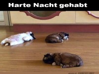Welpen nach der Party: Der Morgen danach