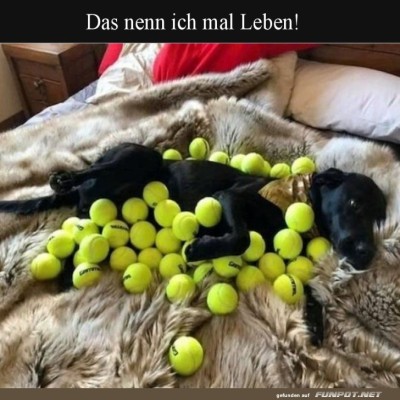 Hund-im-Tennisball-Paradies.jpg von Josie-96