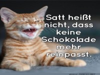Katze mit Schokolade-Motto