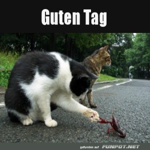 Katzengru�-an-den-Hummersnack!.jpg von Michelle