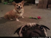 pug-photo-bomb