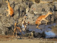 wenn das Krokodil angreift