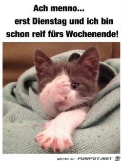 Dienstag.jpg auf www.funpot.net