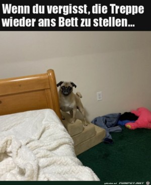 Hund-guckt-mrrisch.jpg auf www.funpot.net