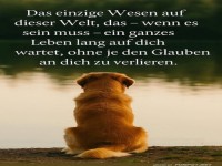Hund wartet treu 