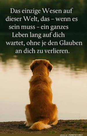 Hund-wartet-treu-.jpg auf www.funpot.net