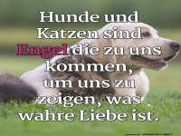 Engel auf vier Pfoten