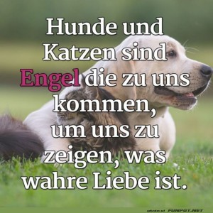 herz-Bild: Engel auf vier Pfoten