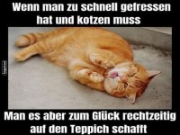 Wenn das Katzenleben zu turbulent wird
