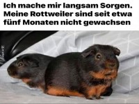 Wenn Rottweiler schrumpfen: Ein echtes Problem!