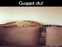 Versteckprofi auf der Couch entdeckt!