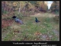 Jagdhund zu verkaufen