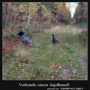 Jagdhund-zu-verkaufen.jpg von Tobias-1995