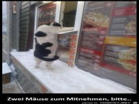 Selbst ist die Katze