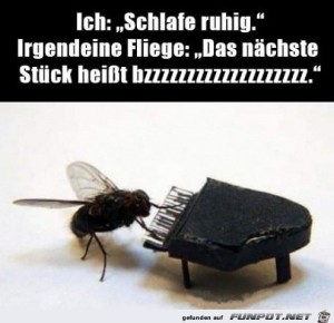 Eine-Fliege.jpg auf www.funpot.net