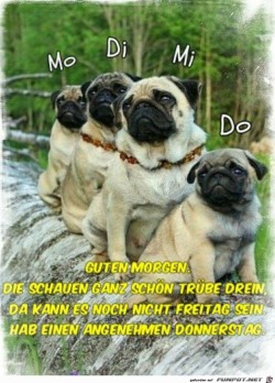 Schönen-Donnerstag.jpg auf www.funpot.net
