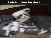 Leicht �berfordert