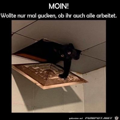 Halloo.jpg von Malena