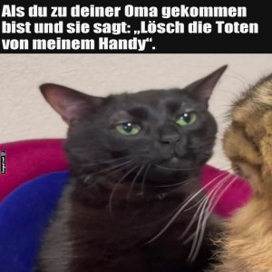fun-Bild: Wenn Katzen Omas Tech-Support geben müssen!