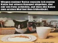 Katzen-Sitter: Erwartungen und Realit�t