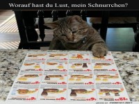 Katze sucht Schn�ppchenmen�