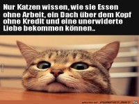 nur Katzen wissen.....