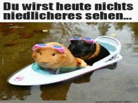 du wirst heute nichts niedlicheres sehen