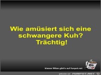 Wie amsiert sich eine schwangere Kuh?