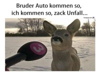 Interview mit einem Reh nach Unfall
