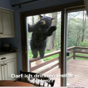 fun-Bild: Bär klopft an Terrassentür