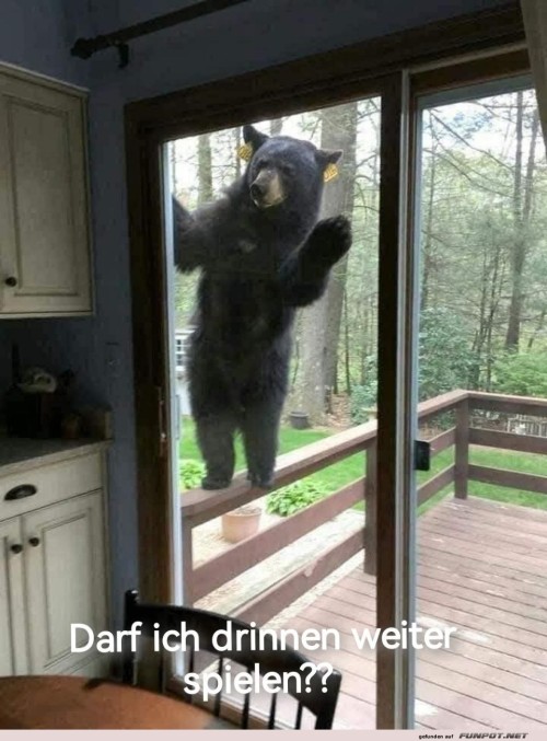 Bär-klopft-an-Terrassentür.jpg auf www.funpot.net