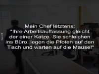 Lustiger Brovergleich mit Katzen