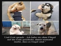 Engel auf vier Pfoten unterwegs