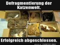 Katzen ordentlich sortiert