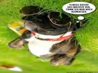 bl�der Kater
