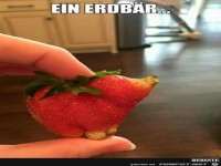 erdbaer