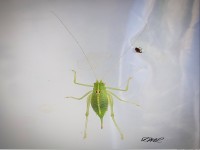 Sdliche Eichenschrecke 