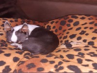 Müder Hund