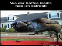 Neugieriger Vogel fragt nach Kaffee